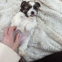 Shih Tzu Puppies from We Shih Tzu Not!