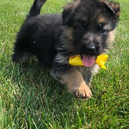 German Shepherd Puppies from My Bodyguard German Shepherd Dogs