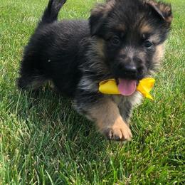 German Shepherd Puppies from My Bodyguard German Shepherd Dogs