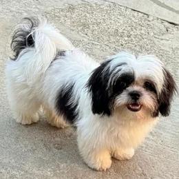 Marky - Black and white male Shih Tzu puppy in Victorville, California from RUMBLE n TUMBLE