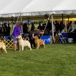 Golden Retrievers from DukerDaze Golden Retrievers