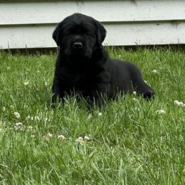 Labrador Retriever Puppies from Findaway Labradors
