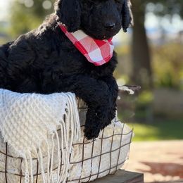 Bernedoodle, Goldendoodle, and Golden Mountain Dog Puppies from K+C Doodles