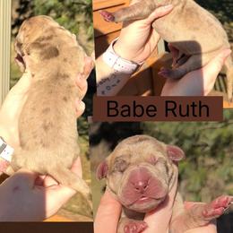 Babe Ruth - Chocolate male Great Dane puppy in Wellsville, New York from Prophecy Danes