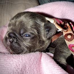 Blue Fawn - Blue fawn female French Bulldog puppy in Wellington, Colorado from Blood Family Frenchies and Bouvs