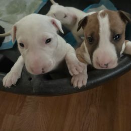 HERMES - White Bull Terrier puppy in Jasper, Indiana from Beautiful Bullies