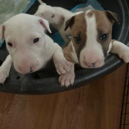 HERMES - White Bull Terrier puppy in Jasper, Indiana from Beautiful Bullies