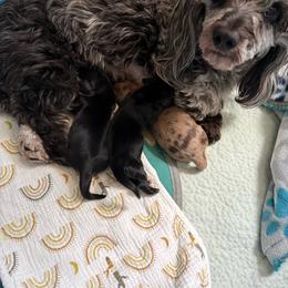 Winter - Dachshund