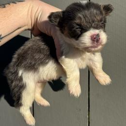 Bentley (fluffy) - Blue male Pembroke Welsh Corgi puppy in East Oakdale, California from Rhettro Kennels