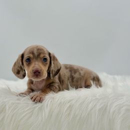 Emmett - Dapple male Dachshund puppy in Litchfield, Illinois from Charmm Dachshunds