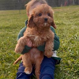 Daisy - Red female Cavapoo puppy in Knoxville, Tennessee from Dukes Forever Doodles