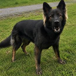Legacy - German Shepherd
