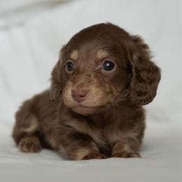 Tigger - Chocolate and cream male Dachshund puppy in Memphis, Tennessee from Lone River Dachshunds