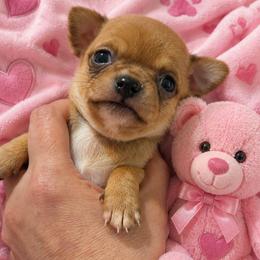 Tara - Chocolate sabled fawn female Chihuahua puppy in Kyle, Texas from joy of chihuahuas tx