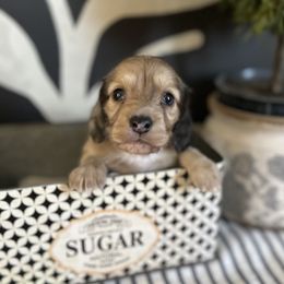 Shaded cream dapple - Dapple female Dachshund puppy in Bryan, Ohio from Wysteria Hill Doxies