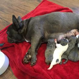 French Bulldog Puppies from Willow Farm