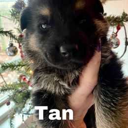 German Shepherd Puppies from Cedarwood K9's & Kats