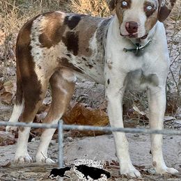 Doc - Catahoula Leopard Dog