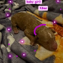 Clarissa - Purple girl - Apricot female Goldendoodle puppy in Puyallup, Washington from Dawnie’s Doodles