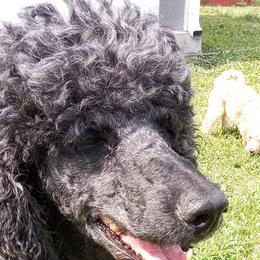 Afri - Poodle