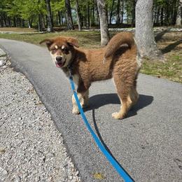 Alaskan Malamute Puppies from North Shore Alaskan Malamutes