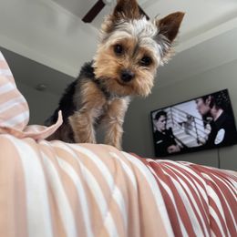 Yorkshire Terrier All Grown Up from Southern House Of Yorkies