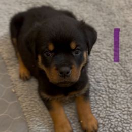 Purple - Black and mahogany female Rottweiler puppy in Birmingham, Alabama from K&B Rotts