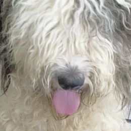 Cher - Sheepadoodle