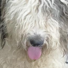 Cher - Sheepadoodle