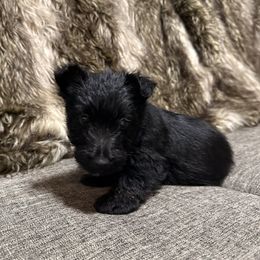 Black - Brindle male Scottish Terrier puppy in Lubbock, Texas from RocketST
