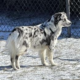 WHISKI - Miniature Australian Shepherd