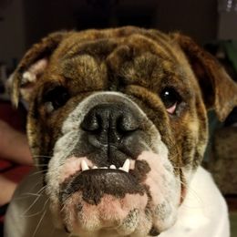 Destiny - Bulldog