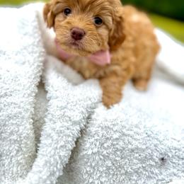 Rosie - Apricot female Aussiedoodle puppy in Science Hill, Kentucky from Southern Paws Kennels