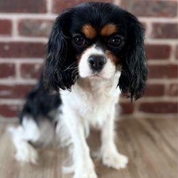 Willow - Cavalier King Charles Spaniel