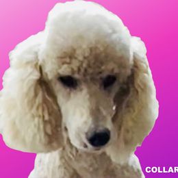 Winnie - Poodle