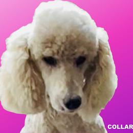 Winnie - Poodle