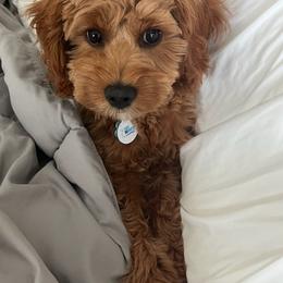 Cavalier King Charles Spaniel, Cavapoo, Goldendoodle, and Poodle All Grown Up from Harvest Creek