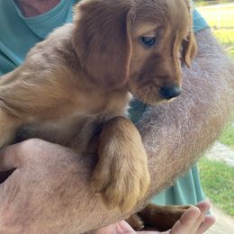 Golden Retriever Puppies from Red MAX Golden Retrievers