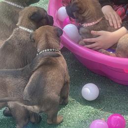 Belgian Malinois Puppies from BlueStone