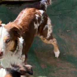 Gracie - Australian Shepherd