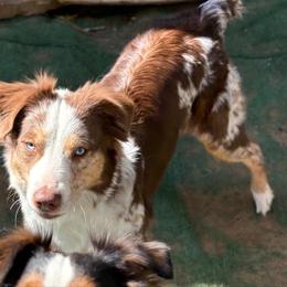 Gracie - Australian Shepherd