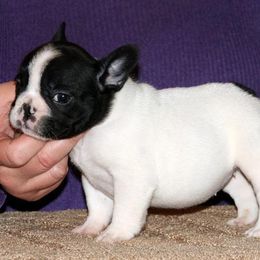French Bulldog Puppies from BigStar French Bulldogs