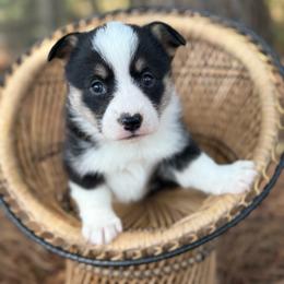 Girlie - Black and white female American Corgi puppy in Nashville, Arkansas from Whisenhunt Farms