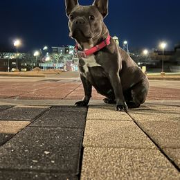 French Bulldog All Grown Up from Javier's French Bulldogs