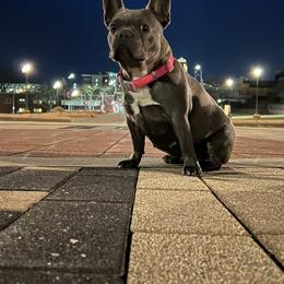 French Bulldog All Grown Up from Javier's French Bulldogs