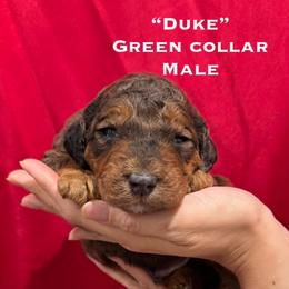 Duke - Phantom male Poodle puppy in St. Johnsbury, Vermont from Poodles of the Northern Woods