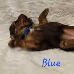 Girl 3 - female Dachshund puppy in Foresthill, Virginia from LaBrosa Kennels