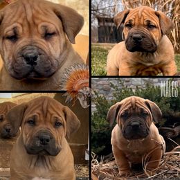 Boy 3 - Red male Boerboel puppy in Pennsylvania from Cold River Boerboels