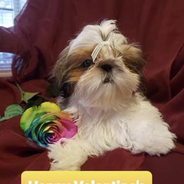 Shih Tzu Puppies from Willow Lane Shih Tzus