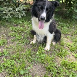Border Collie puppies from Pecan Grove Pups